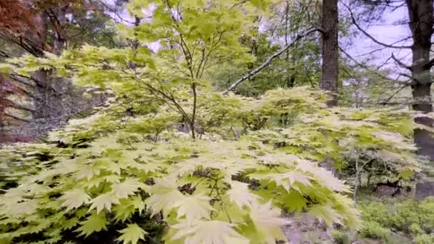 Acer Palmatum Elegans Pan — Video Stock