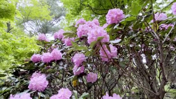 Rododendro Boone Carolina Norte Perto Rocha Sopro — Vídeo de Stock