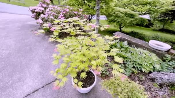 Acer Shirasuwanum Japanese Maple Moonrise — Stock Video