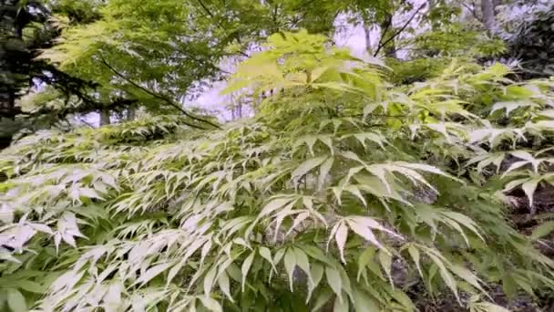 Acer Palmatum Elegans Maple Jepang Dalam — Stok Video