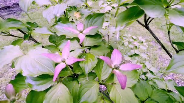 Kousa Dogwood Boom Bloei Het Voorjaar — Stockvideo