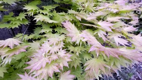 Acer Shirasawanum Érable Japonais Lune Automne — Video