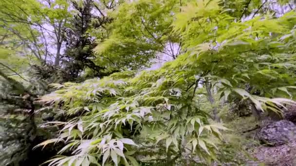 Acer Palmatum Elegans Acero Giapponese — Video Stock