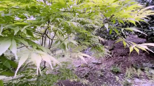 Acer Palmatum Elegans Japon Akçaağaç Tavası — Stok video