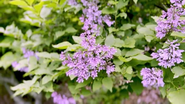 花园里一丛丛紫丁香花 — 图库视频影像