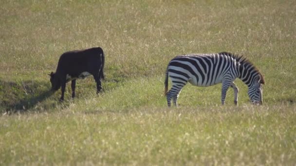 Zebra Grazen Privéterrein Langs Pacific Coast Highway — Stockvideo