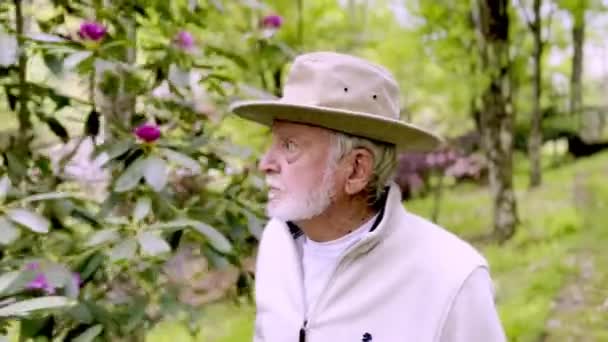 Vieil Homme Inspecter Floraison Rhododendron Sur Sentier Jardin — Video