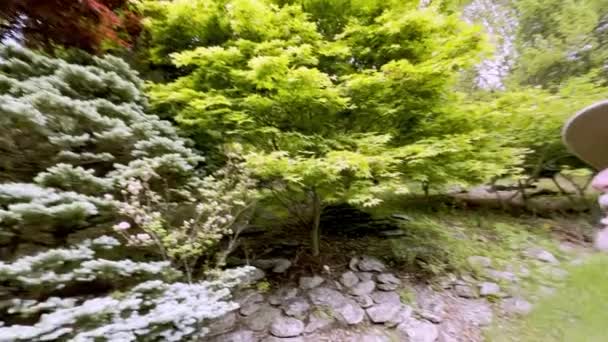 Ηλικιωμένος Άνδρας Ατενίζει Ιαπωνικά Σφενδάμια Στον Κήπο Πολύχρωμα Δέντρα — Αρχείο Βίντεο