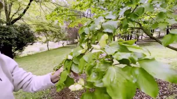 Vieux Jardinier Inspecter Fleurs Cornouiller — Video