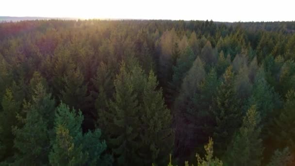 Высокие Хвойные Деревья Образуют Плотный Трюк Солнечное Утро Восход Солнца — стоковое видео