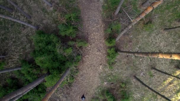 从最高的天使那里拍了一张丛林的照片 你可以看到许多大树 还有一个人走过丛林的中间 — 图库视频影像