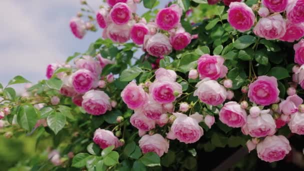 Vaaleanpunaiset Ruusupensaat Kukkivat Kevään Auringossa Osakassa Japanissa Pan Right — kuvapankkivideo