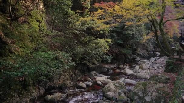 Minoo River Water Flow Minoh National Park Osaka Japan — Stockvideo