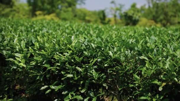 Yeşil Çay Çalıları Hindistan Dağlık Arazilerindeki Çay Tarlaları — Stok video