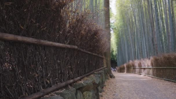 Bosque Bambú Arashiyama Kyoto Japón Sagano Bosque Bambú — Vídeo de stock