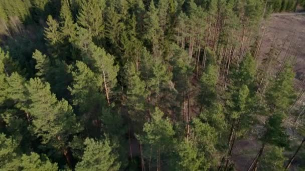 Barrskog Angripen Barkskalbaggar Utsikt Från Drönare Vid Solnedgången Våren Fälld — Stockvideo