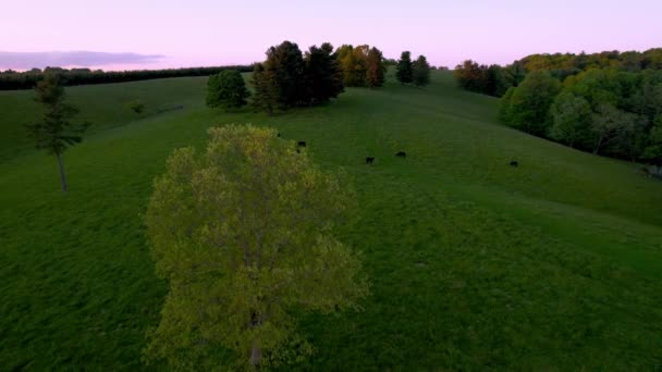 Aérea Sobre Ganado Pastos Atardecer Cerca Brecha Fantasía Virginia — Vídeos de Stock