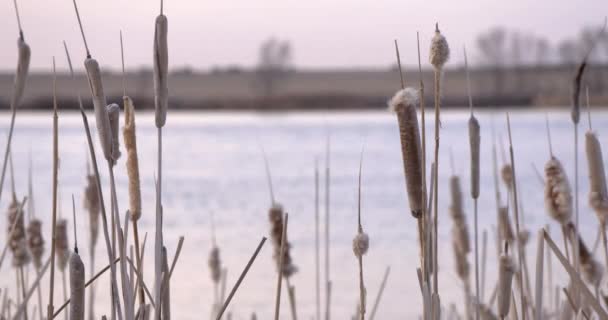 Nagranie Rzeki Snake Wschodnim Idaho Pobliżu Skał Masakry Gospodarstwa Rolnictwo — Wideo stockowe