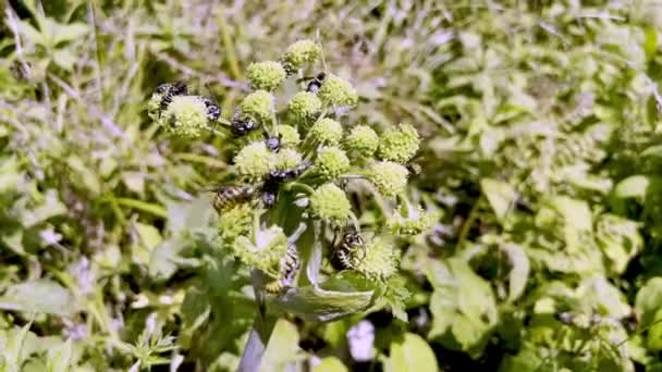 Vespas Abelhas Alimentam Flores Silvestres Campo — Vídeo de Stock