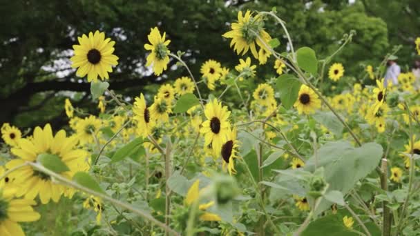 Escena Exterior Pacífica Verano Girasoles Floreciendo Día Cálido — Vídeo de stock