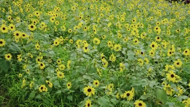 Field Sunflower Bloom Countryside Summer Scene Japan — 비디오
