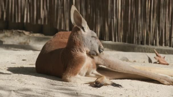 Canguru Vermelho Banha Sol Seu Recinto Zoológico Cercado Por Moscas — Vídeo de Stock