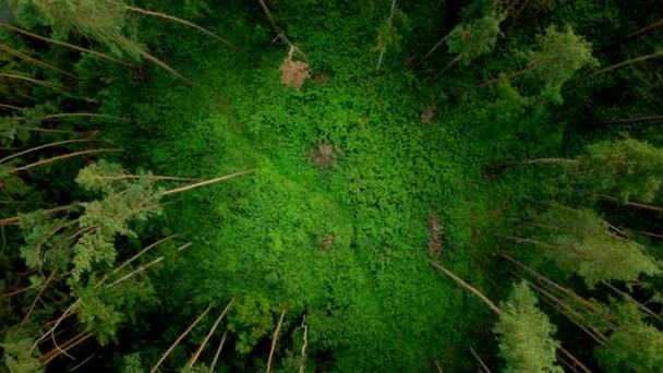 Aerial Breathtaking View Green Trees Circle Forming Hidden Mysterious Clearing — Wideo stockowe