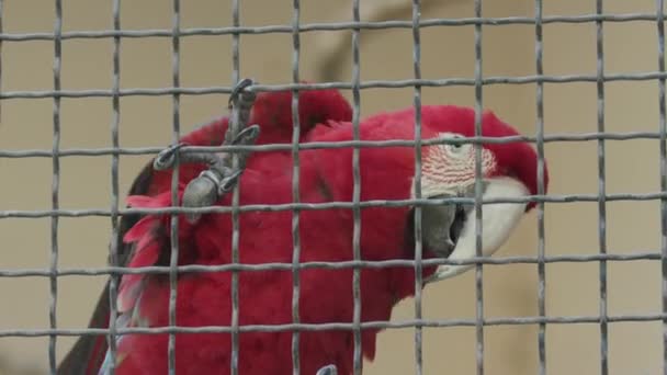 Kızıl Bir Papağan Bir Hayvanat Bahçesinin Çitlerini Isırıyor — Stok video