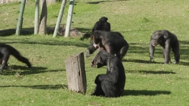 動物園の囲いで遊んでいるチンパンジーのグループ 若いチンパンジーが草の中で転げ落ち 高齢のチンパンジーが歩いていく — ストック動画