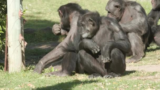 Groupe Chimpanzés Assis Mangeant Des Lames Herbe Dans Enclos Dans — Video