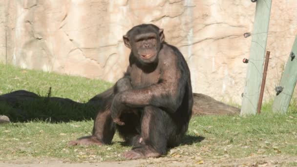動物園で食べる草の上に座っているオスのチンパンジー 彼はカメラから離れて — ストック動画
