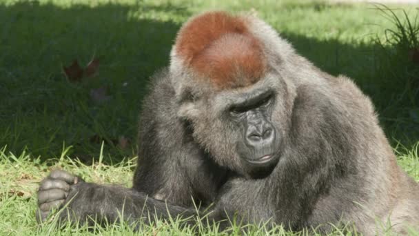 Egy Gorilla Fekszik Fűben Állatkertben Elfordul Kamerától Megvakarja Orrát — Stock videók