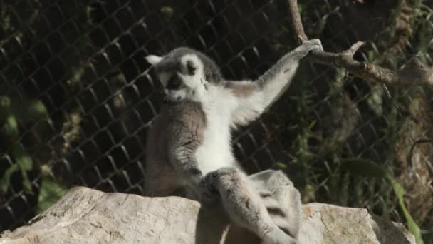 Lémurien Assis Sur Rocher Dans Son Enceinte Zoo — Video