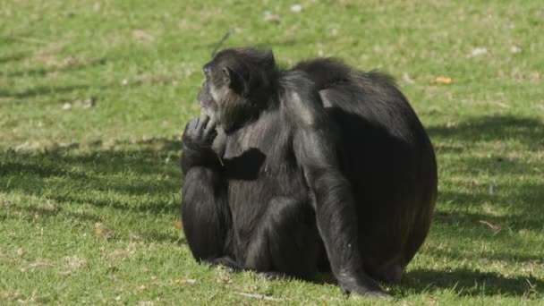 Chimpanzee Eating Some Grass While Sitting Zoo Enclosure — Stock Video