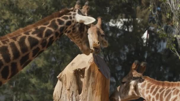 囲いの中の動物園で塩の岩を舐めるキリンのグループ — ストック動画