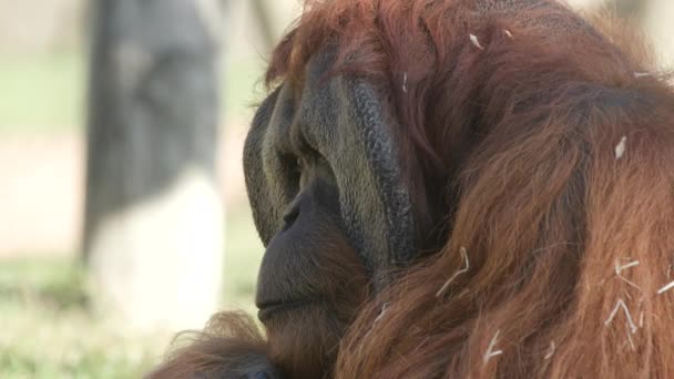 Close Cara Orangotango Vira Para Frente Câmara — Vídeo de Stock