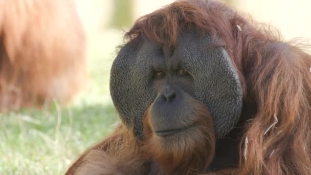 Extreme Close Orangutan Sitting Grass Zoo Turns Face Camera — Stock Video