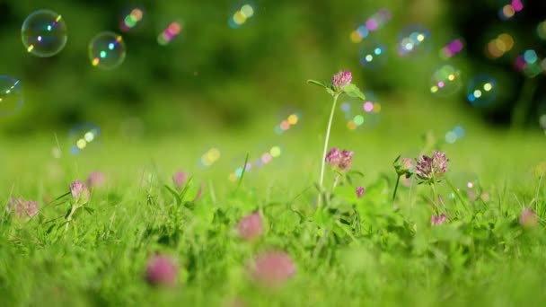 Bubblor Faller Klöver Blommor — Stockvideo