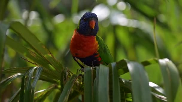 Cloreto Arco Íris Trichoglossus Moluccanus Empoleirado Palmtree Olhando Para Câmera — Vídeo de Stock