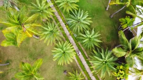 Drone Aéreo Tiro República Dominicana Resort Durante Dia — Vídeo de Stock