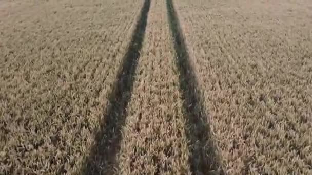 Швидкий Низький Землі Проліт Колій Пшеничному Полі — стокове відео