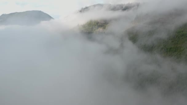 Aus Den Wolken Fliegen Einen Forstbetrieb Aufzudecken — Stockvideo