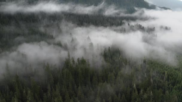 Ein Urwald Mit Tief Liegendem Nebel Der Eine Zweite Plantage — Stockvideo