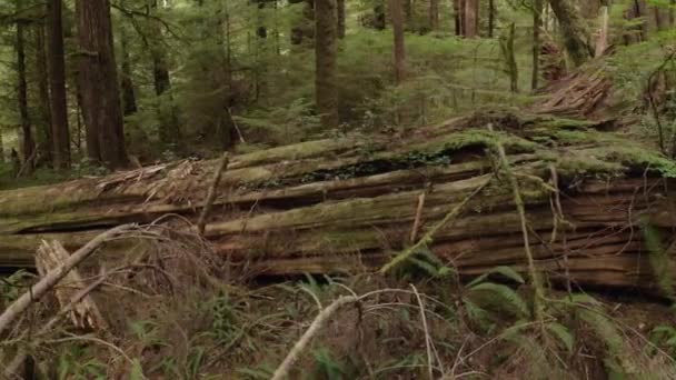 Eine Riesige Westliche Rote Zeder Ammenstamm Einem Urwald Der Nähe — Stockvideo