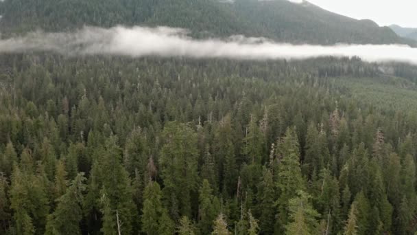 Vancouver Adası British Columbia Kanada Daki Old Growth Ormanında — Stok video