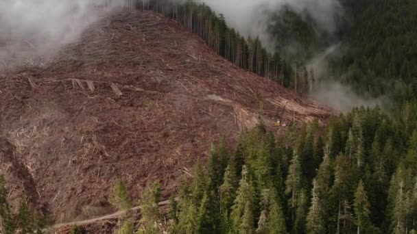 Ein Neuer Kahlschlag Mit Abholzungsanlagen Auf Vancouver Island British Columbia — Stockvideo