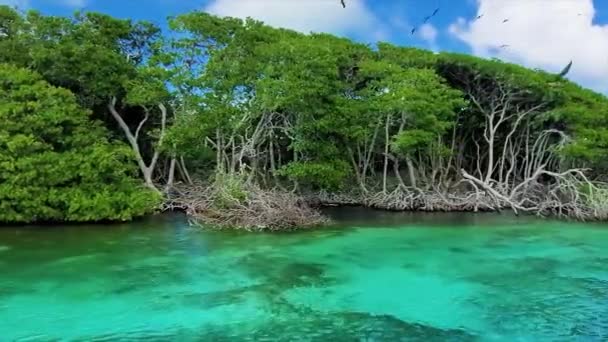 Pov Titta Caribbean Mangrove Med Gröna Träd Och Boet Birds — Stockvideo