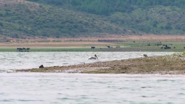 Pelicans Κολύμπι Στο Blackfoot Reservoir Μπροστά Από Αγελάδες Βόσκησης Στην — Αρχείο Βίντεο