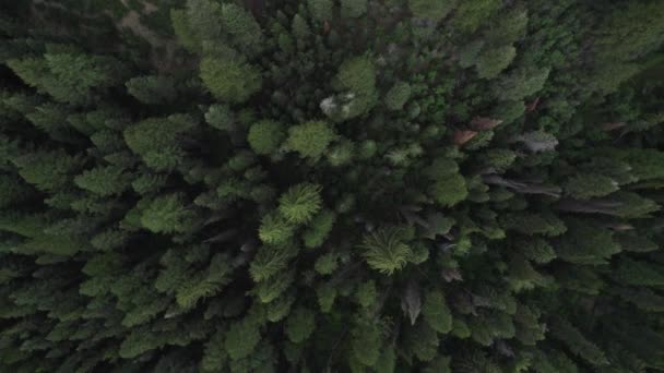 Rotující Rotující Pohled Ptačí Perspektivy Nad Lesem Zelených Borovic — Stock video