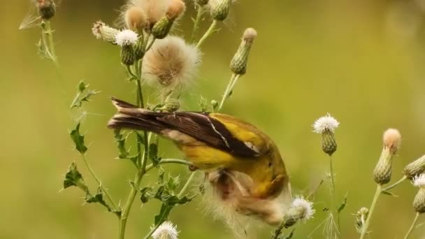 Cardellino Che Pezzi Una Pianta Cardo Selvatico Semi Raccogliere Materiale — Video Stock